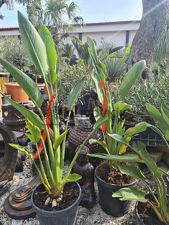Strelitzia Reginae - 10Lt, 18Lt, 35Lt