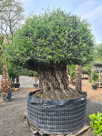 Olea Europaea 250_300 - Olivovník Európsky