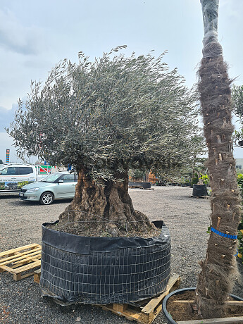 Olivovník Európsky - Bonsai Lechin Grande