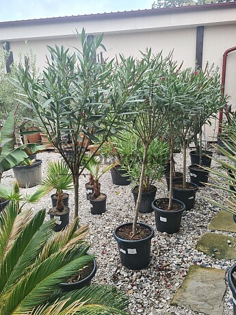 Oleander na kmienku 120/140cm, 15Lt