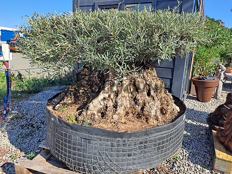 Olivovník Európsky - Bonsai disco 340cm obvod kmeňa