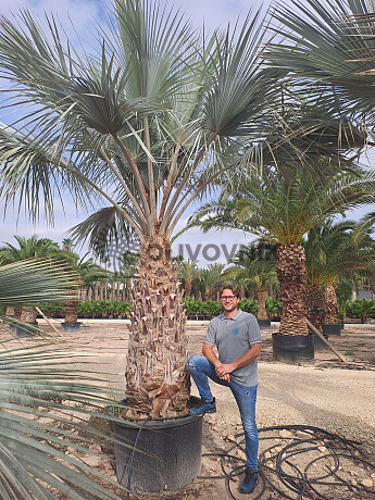 BRAHEA ARMATA EXTRA - Mexická modrá palma