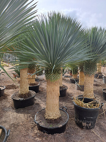 Yucca Rostrata Nacional EXTRA