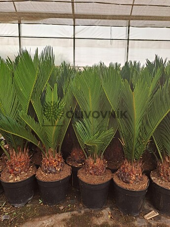 2026 Rezervace / Cykas revoluta 10lt / Cycas Revoluta