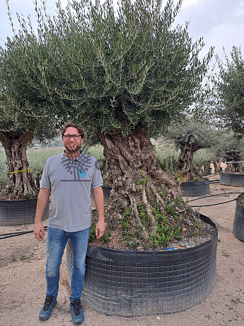 Olivovník Európsky - Bonsai Lechin Grande