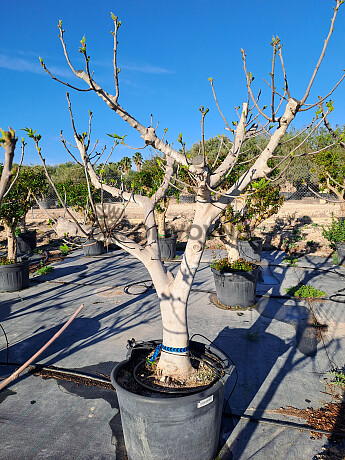 FICUS CARICA - Figovník
