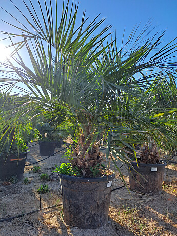 BUTIA CAPITATA 70Lt