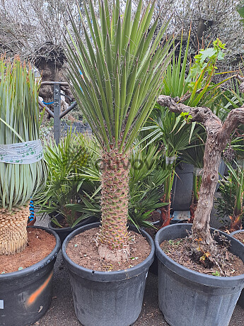YUCCA FILIFERA C45