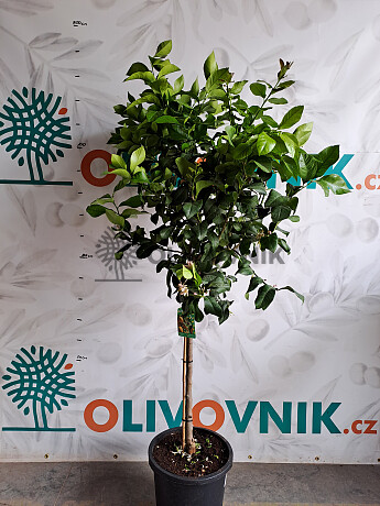 Citrusy 15Lt (140/160cm)