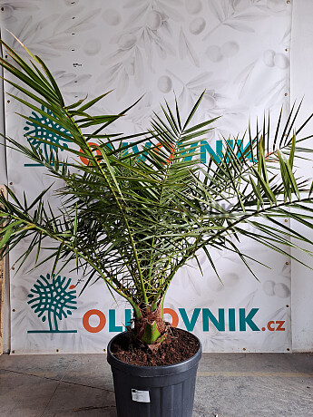PHOENIX CANARIENSIS 180/220cm
