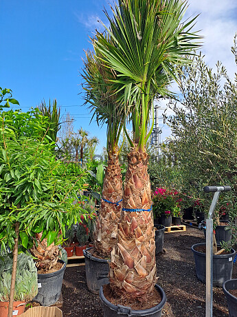 Washingtonia Robusta 220/240cm