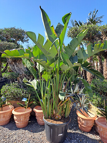 Strelitzia Augusta EXTRA 250/300cm - 110Lt