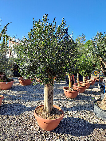 Olivovník Európsky - Bonsai Joven T90 - 180/210cm