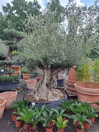 Olivovník Bonsaj - Olea Europaea Bonsai
