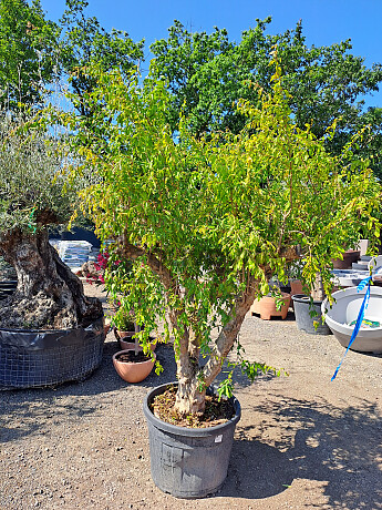 Granátové jablko (PUNICA GRANATUM) - 200/220CM