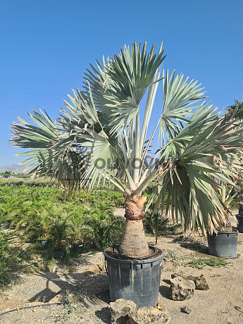 BISMARCKIA NOBILIS - 350/400cm