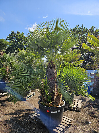 Chamaerops Humilis - Grupo