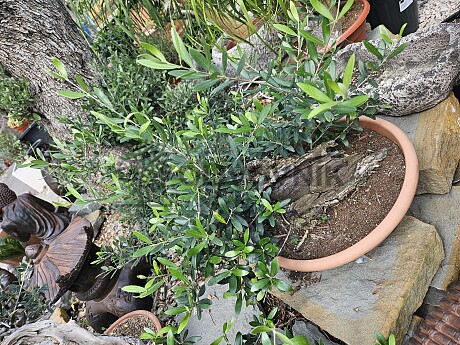 Olivovník - Olea Europaea Bonsai S