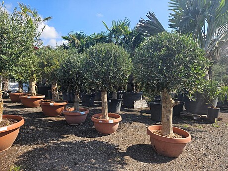 Olivovník Európsky - Bonsai Tarrina