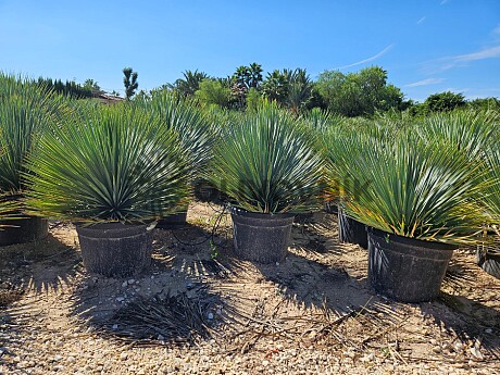 Yucca Rostrata 5lt,10lt,15lt, 25lt, 35lt