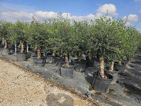 Olivovník Európsky - Intensivo