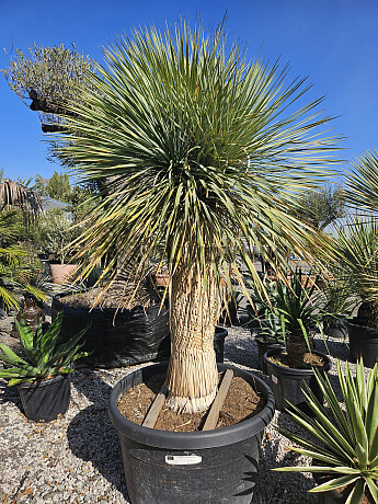 Yucca Rostrata EXTRA - 70cm