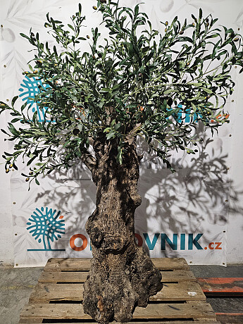 Olivovník Európsky - Bonsai / 180cm / umelá koruna + olivový kmeň