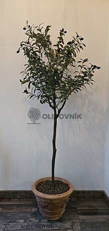 Olivovník Európsky - výška 150cm