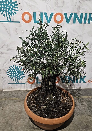 Olivovník Európsky - Bonsai / 140cm / umelá koruna + olivový kmeň