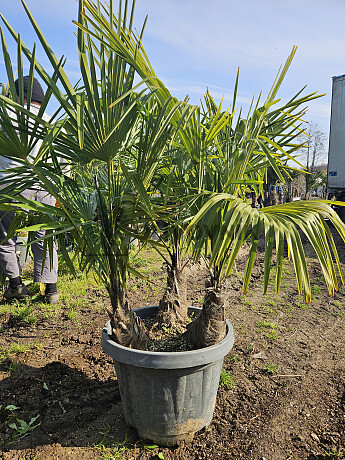 Trachycarpus Fortunei - trojkmeň - mrazuvzdorná palma (-17C)