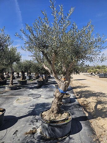 Olivovník Európsky - Hojiblanca Low Pot / 200cm