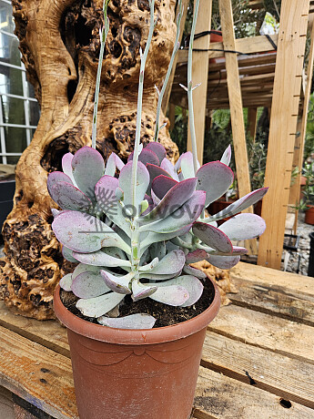 Cotyledon Blanco 15Lt - C25