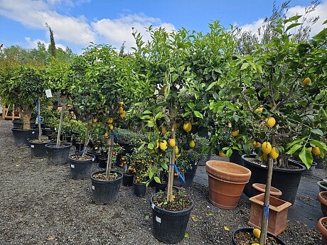 CITRUS LIMON - veľký strom cca 200cm