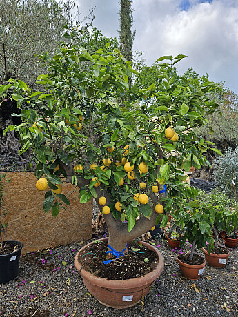 CITRUS LIMON - obvod kmeňa 40/50cm / výška 180/200cm