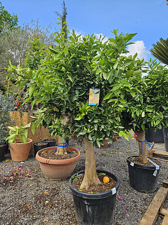 CITRUS SINENSIS / NARJANJO - POMARANČ