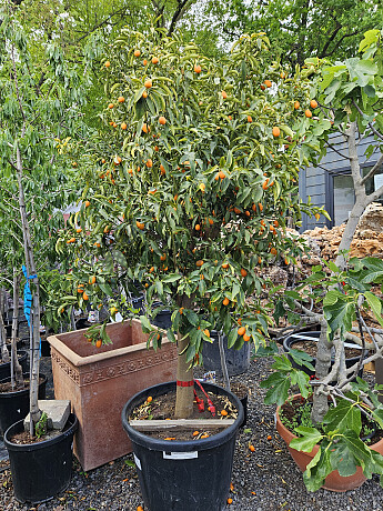 Citrus Fortunella Margarita / výška 200/220cm