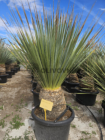 Dasylirion Wheeleri