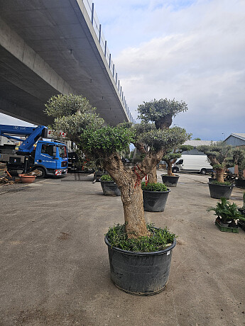 Olea Europaea Old trunk PON PON EXTRA