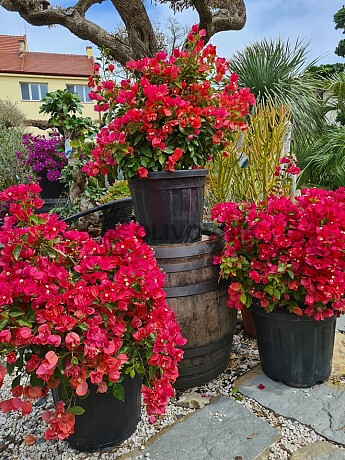 2026 Rezervace / Bouganvillea - červená (Bugenvilea)