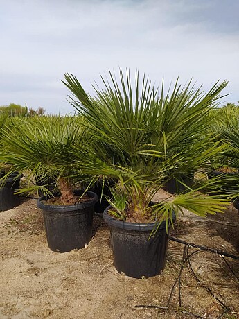 Chamaerops Humilis 70lt