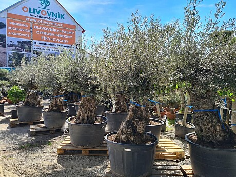 Olivovník Európsky - BONSAI - TOP CENA