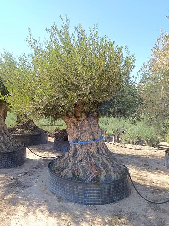 Olivovník Európsky - Bonsai Lechin Extra