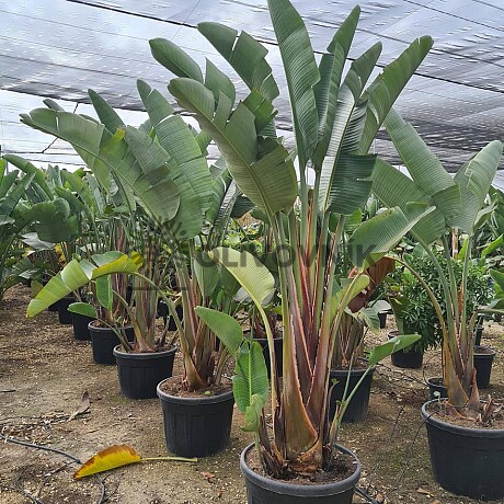 Strelitzia Augusta 5Lt, 10Lt