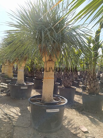 Yucca Rostrata EXTRA DOUBLE - 130cm kmeň Y