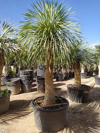 Yucca Rostrata EXTRA - 100cm extra
