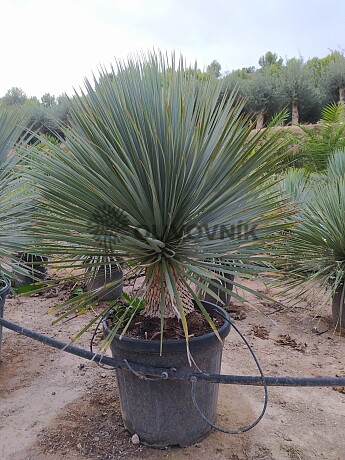 Yucca Rostrata 20 tronco, mrazuvzodrná do -20C