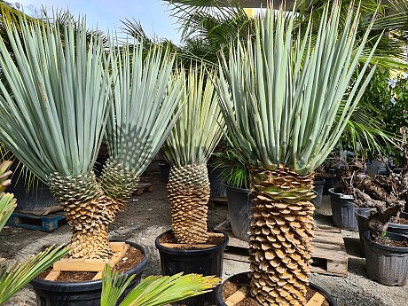Yucca Rigida 35/40cm, mrazuvzodrná do -18C