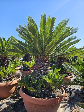 CYCAS REVOLUTA - Multikmeň - výška 130cm