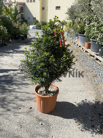 SCIADOPITYS VERTICILLATA &quot; Beauty Green&quot; - Pajehličník /110cm