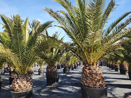 PHOENIX CANARIENSIS 30/50 kmeň